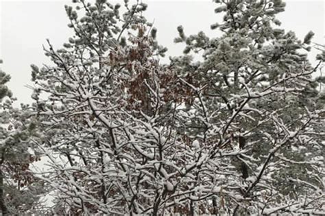 Albany Pine Bush Preserve seeks help tracking changing weather patterns